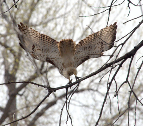 Red-tailed Hawk