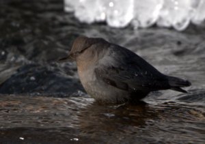 American Dipper_ElevenMileCyn-CO_LAH_8555