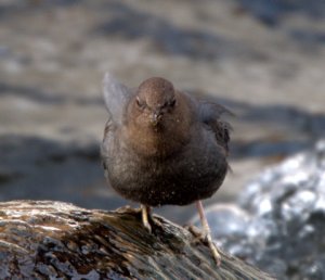 American Dipper_ElevenMileCyn-CO_LAH_8791
