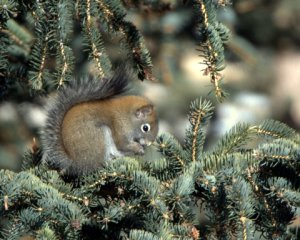 American Red Squirrel_Chickaree_ElevenMileCyn-CO_LAH_8751