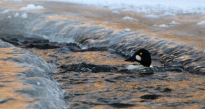 Common Goldeneye_ElevenMileCyn-CO_LAH_8478