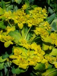 Euphorbia polychroma - Cushion Spurge