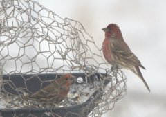House Finch_LAH_8455