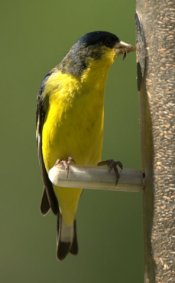 Lesser Goldfinch_BCNC_LAH_6460