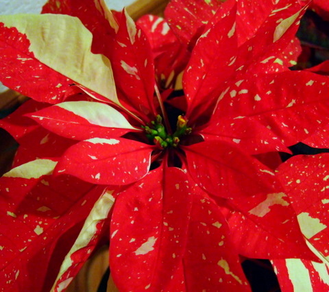Poinsettias_20091218_PLH_5611
