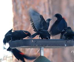 Red-winged Blackbirds_LAH_8291_filtered