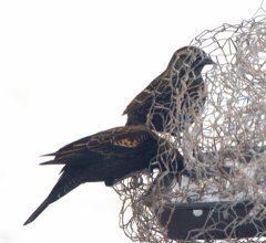 Red-winged Blackbirds_LAH_8456