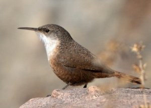 Canyon Wren_LasVegasNWR - NM_LAH_8804