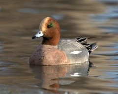 Eurasian Wigeon_CanonCity-CO_LAH_7837