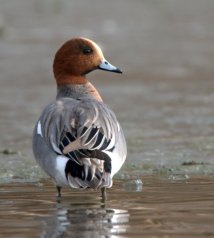 Eurasian Wigeon_CanonCity-CO_LAH_9887