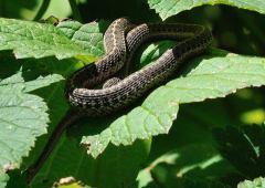 GarterSnake_BurntMillRd_20090905_LAH_0238