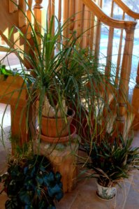 Ponytail Palm_LAH_9913