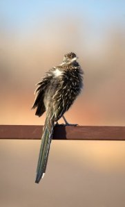 Roadrunner_BosquedelApacheNWR - NM_LAH_7262.nef