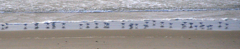 Sanderlings_Nehalem Bay_OR_20100203_LAH_8062-1