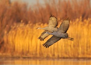 Sandhill Cranes_BosquedelApacheNWR-NM_LAH_6087