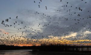 Snow Geese dawn_BosquedelApacheNWR-NM_LAH_6358