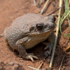 Toad_ColoNat'lMon-CO_LAH_3622