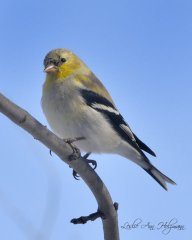 American Goldfinch, molting into breeding plumage