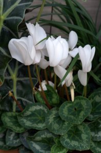 Cyclamen persicum_DBG_LAH_6393