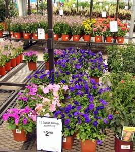 Plants for sale @Lowe's-CS_2008aug02_LAH_5106