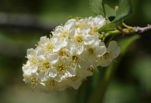 Prunus - Chokecherry @PaintMines-CalhanCO 20090530 LAH 460
