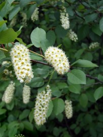 Prunus virginiana - Chokecherry@BoulderCO 2006may12 LAH 00r7