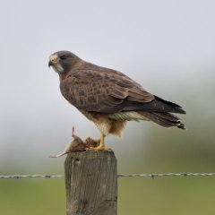 Swainson's Hawk_MercedNWR-CA_LAH_0048