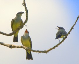 Western Kingbirds_Barr Lake SP-CO_LAH_5240-1