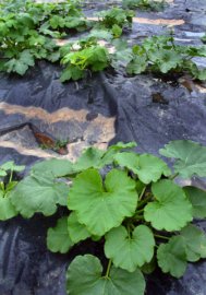 Black Plastic mulch & squash @CSU LAH 062
