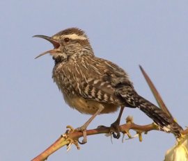 Cactus Wren_DesertMuseum-AZ_LAH_4630