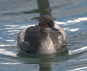 Eared Grebe_Monterey-CA_LAH_6815