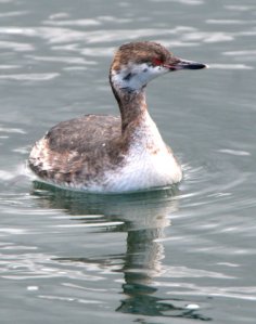 Horned Grebe_Monterey-CA_LAH_7017