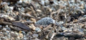 Killdeer eggs_CosumnesRiverPreserve-CA_LAH_0364
