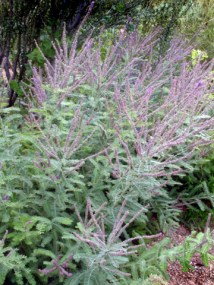 Amorpha canescens - Leadplant @DBG LAH 334