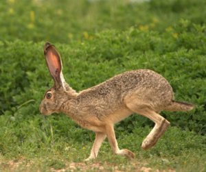 Blacktailed Jackrabbit_LAH