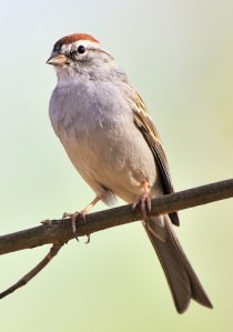Chipping Sparrow