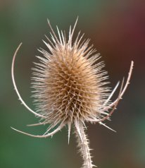 Dipsacus fullonum_Common Teasel_FCNC-CO_LAH_1041