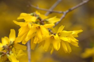 Forsythia_DBG_20100417_LAH_2766