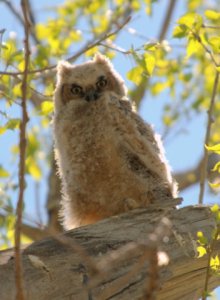 Great Horned Owlet_FCNC_LAH_1476