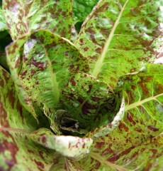 Lettuce @BF 2008may30 LAH 003