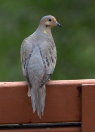 Mourning Dove_FCNC-CO_LAH_0385.nef