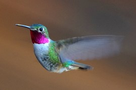 Broadtailed Hummingbird by PLH