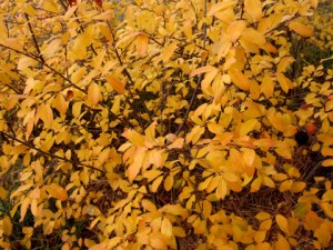 Prunus virginiana - Chokecherry @home 2008oct20 LAH 033