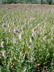 Teasel @BearCreek LAH 002