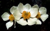 Trollius - Globeflower @CottonwoodPass_2008jul14_LAH_066r