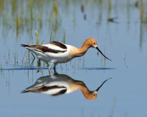 American Avocet_AlamosaNWR-CO_LAH_2180