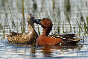 Cinnamon Teal_AlamosaNWR-CO_LAH_3140