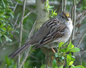 Golden-crowned Sparrow_CosumnesRiverPreserve-CA_LAH_0338
