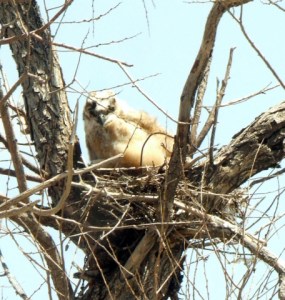 Great Horned Owl nestling @Peyton 17may2008 LAH 008r