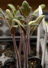 Tomato seedlings_LAH_9886